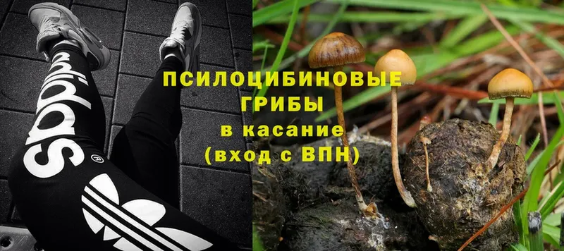 Галлюциногенные грибы Psilocybe  где продают наркотики  Александров 